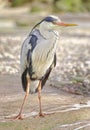 Great Blue Heron Royalty Free Stock Photo